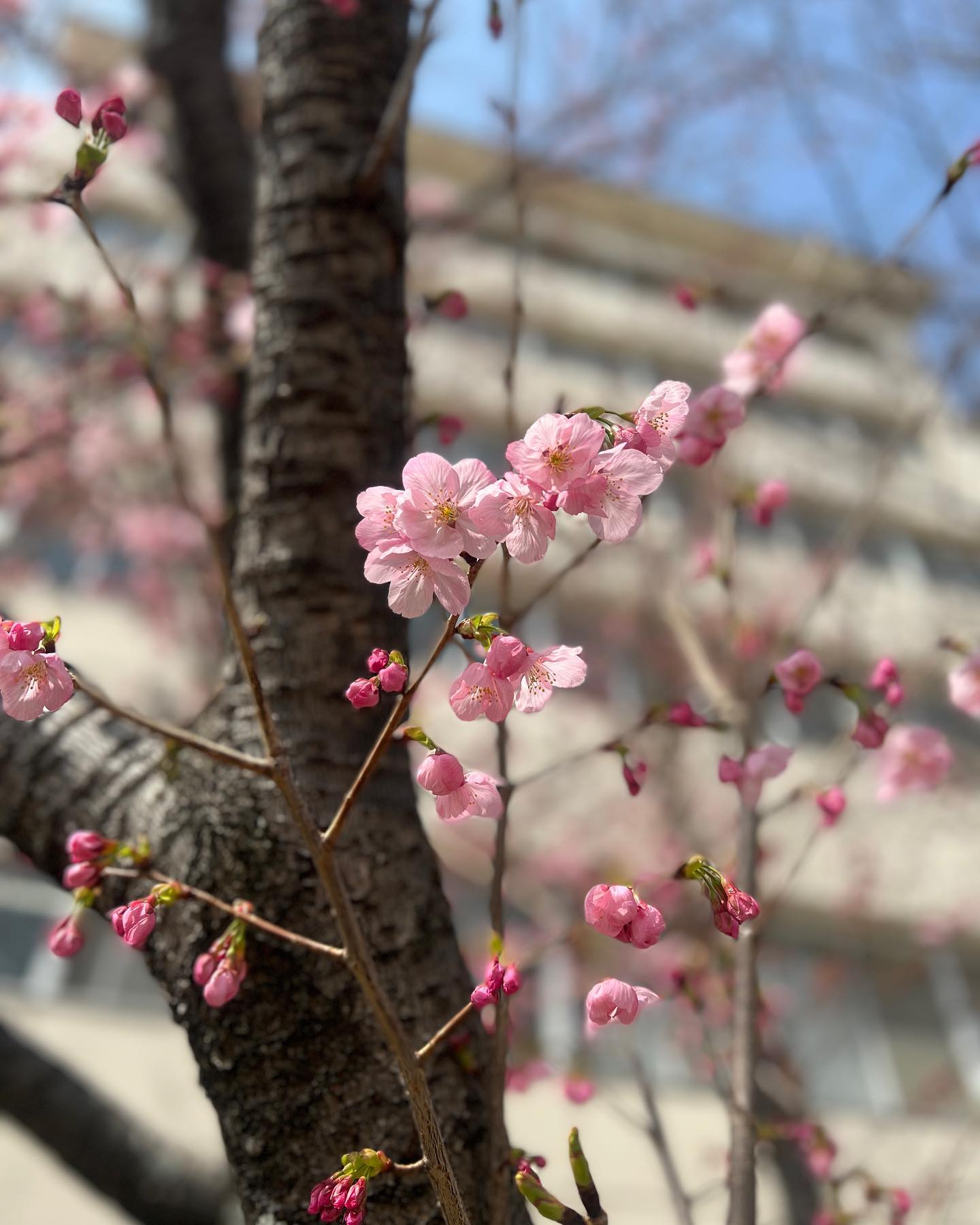 松山市内の桜